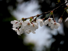 桜20-④
