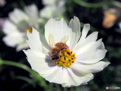 花と蜂20-⑤