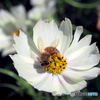 花と蜂20-⑤