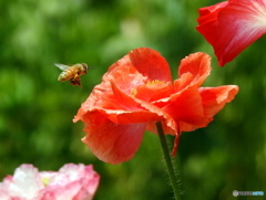花と蜂18-⑦