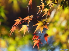 紅葉21-⑥