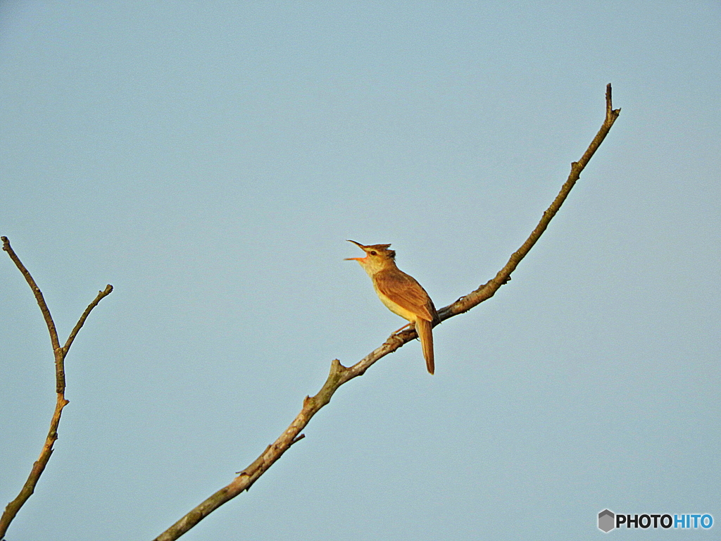 オオヨシキリ23