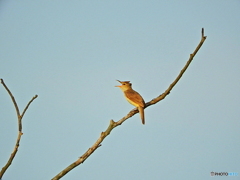 オオヨシキリ23