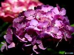 紫陽花04