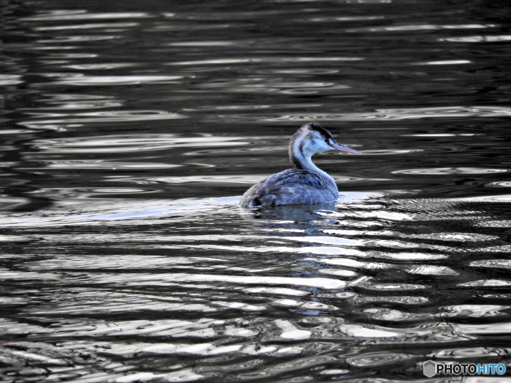 カンムリカイツブリ12