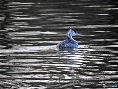 カンムリカイツブリ12