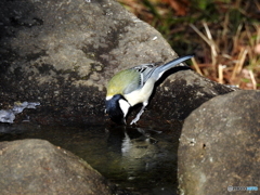 シジュウカラ127