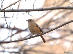 ジョウビタキ244