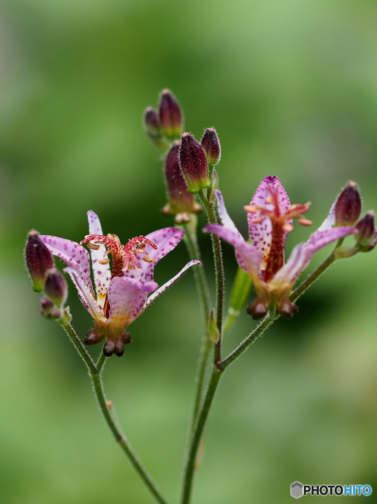 ホトトギス20-③