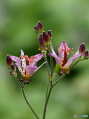 ホトトギス20-③