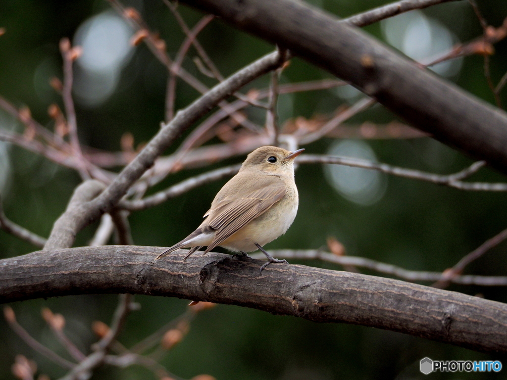 ニシオジロビタキ07
