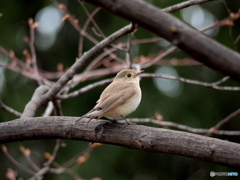 ニシオジロビタキ07