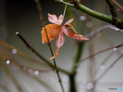 紅葉20-①