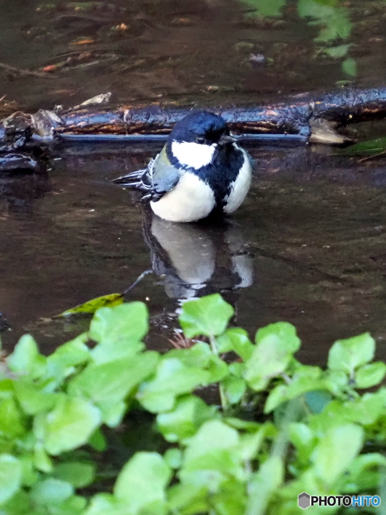 シジュウカラ307