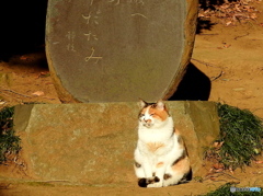 猫02