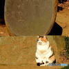 猫02