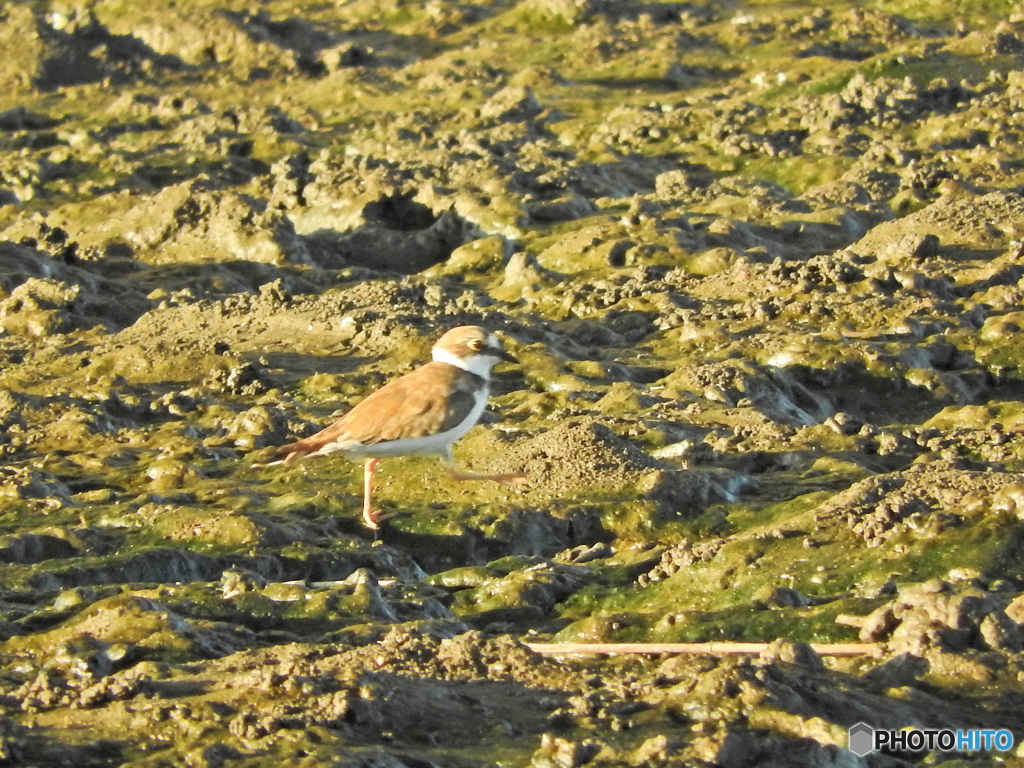 イカルチドリ07