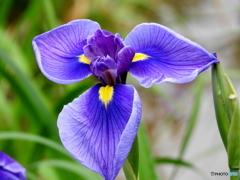 花菖蒲07