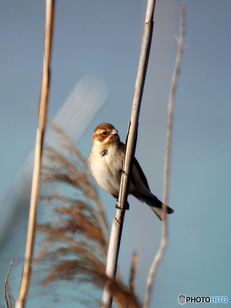 オオジュリン89