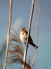 オオジュリン89