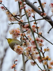春メジロ12