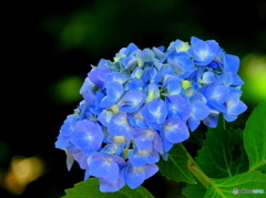 紫陽花02