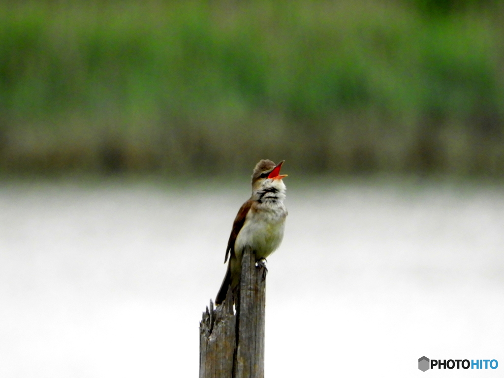 オオヨシキリ33