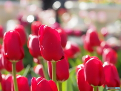チューリップ4