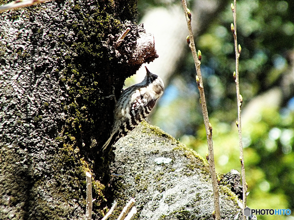 コゲラ02
