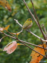 秋メジロ49