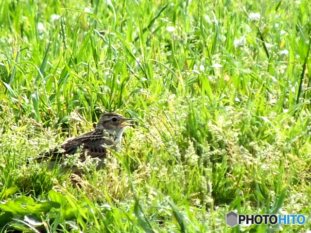 ヒバリ04