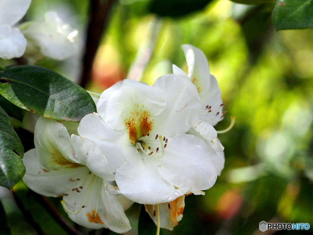 シャクナゲ21-①