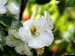 シャクナゲ21-①