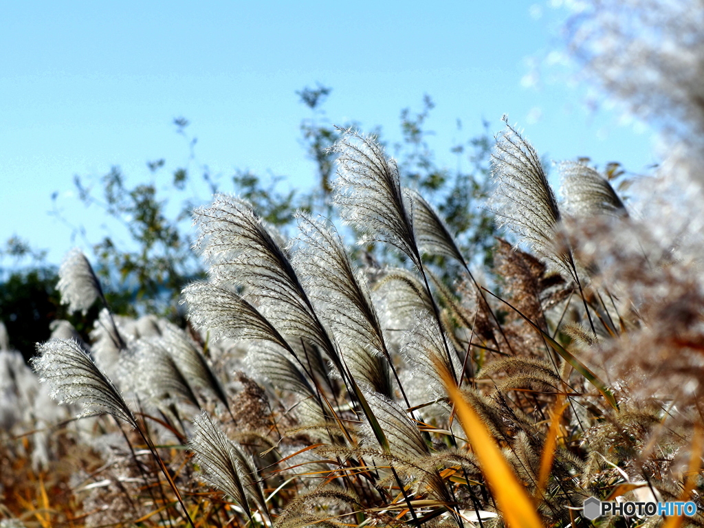 ススキ25-②