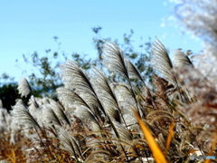ススキ25-②