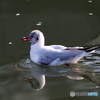 ユリカモメ39