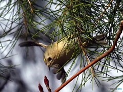 キクイタダキ22