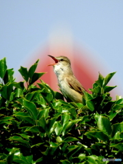 オオヨシキリ85