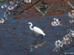 桜・シラサギ