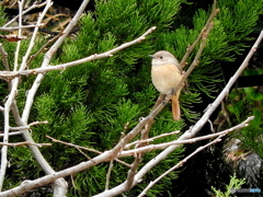 ジョウビタキ22