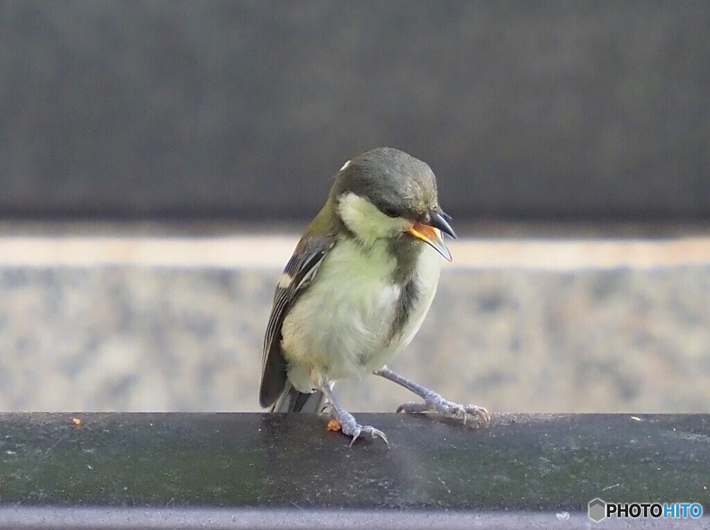 シジュウカラ324