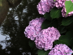 紫陽花25-⑥