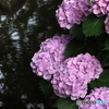 紫陽花25-⑥