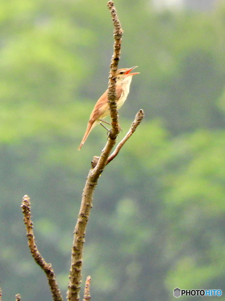 オオヨシキリ19