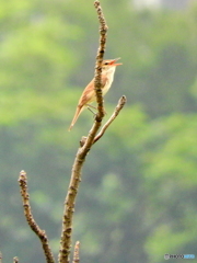オオヨシキリ19