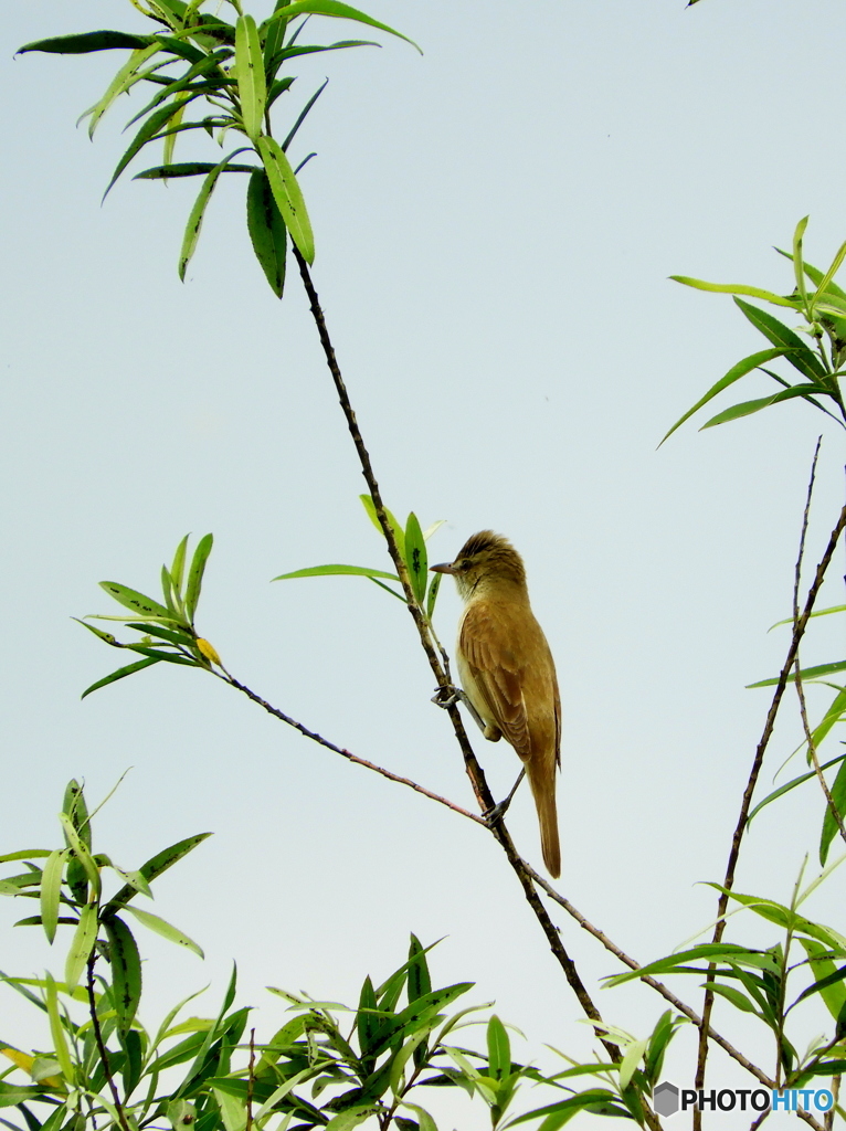 オオヨシキリ25