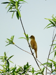 オオヨシキリ25