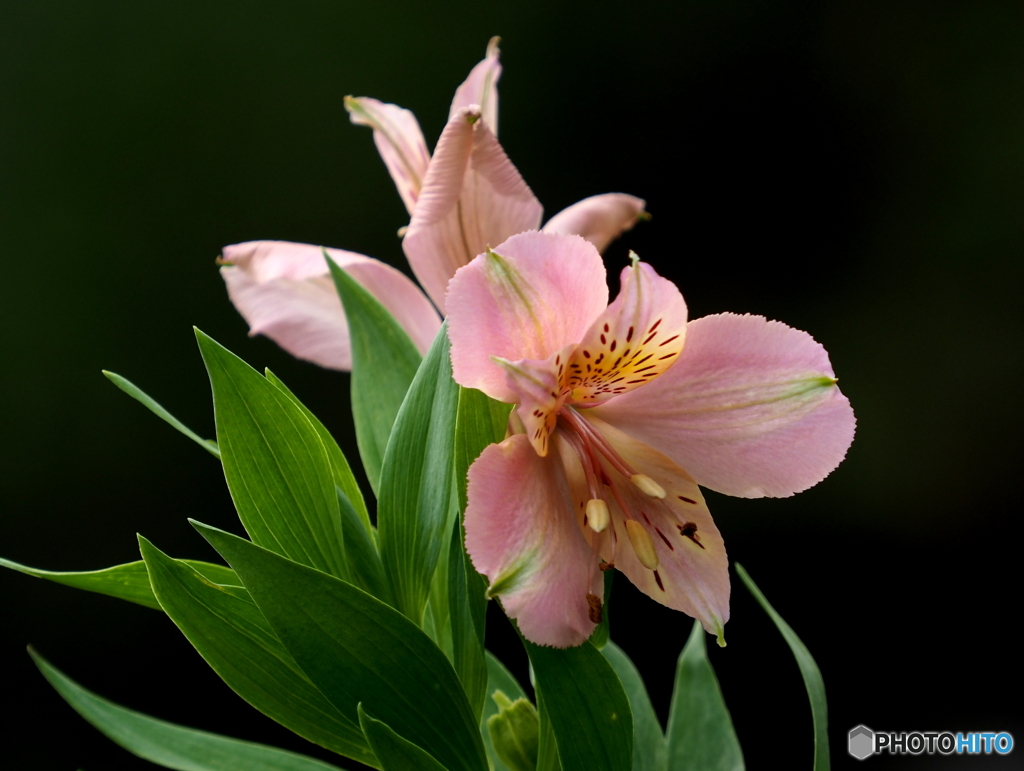 アルストロメリア21②