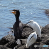 カワウ・コサギ