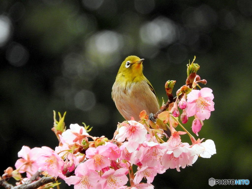 春メジロ10